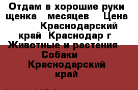 Отдам в хорошие руки щенка 4 месяцев. › Цена ­ 10 - Краснодарский край, Краснодар г. Животные и растения » Собаки   . Краснодарский край